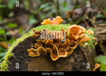 Hairy Curtain Cruste (Stereum hirsutum) Pilze auf einem moosbedeckten Holzboden in Dartmoor, England. Stockfoto