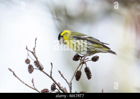 Männliche siskin (Cardeulis spinus) Ernährung in Erle Stockfoto