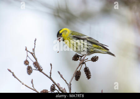 Männliche siskin (Cardeulis spinus) Ernährung in Erle Stockfoto