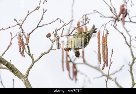 Frau Zeisig (Cardeulis spinus) Ernährung in Erle Stockfoto