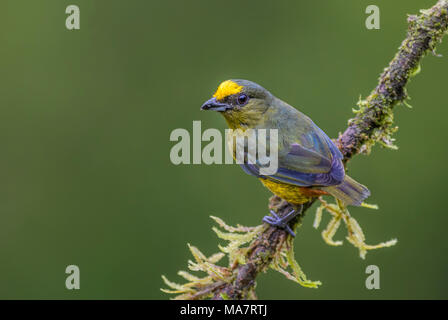 Olive-backed Euphonia - Euphonia gouldi, schöne bunte sitzenden Vogels aus Costa Rica Wald. Stockfoto