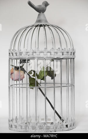 Sterben in Vögel Käfig rose Stockfoto