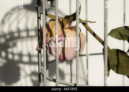 Sterben in Vögel Käfig rose Stockfoto