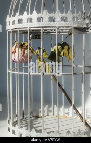 Sterben in Vögel Käfig rose Stockfoto