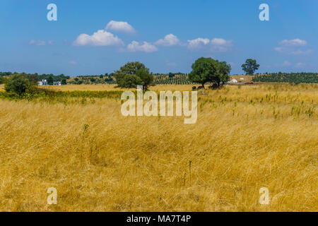 Typische Herbst Landschaft in der Region Alentejo, Portugal. Stockfoto