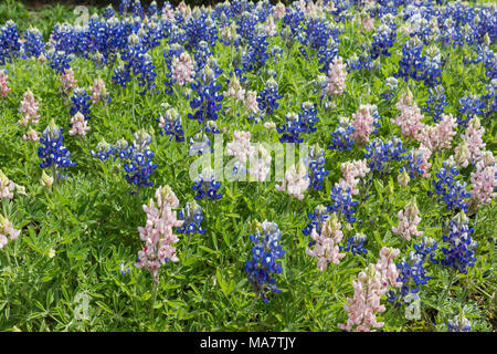 Blau und Pink (selten) Bluebonnets im Feld Stockfoto