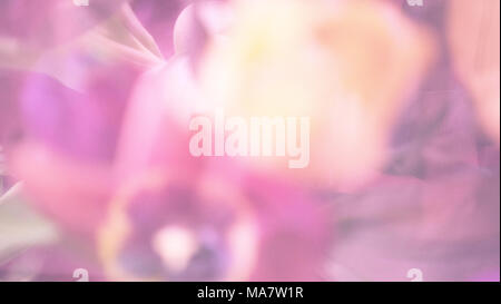 Nahaufnahme und Defokussierten Bildmaterial von Tulip Blumen. Stockfoto
