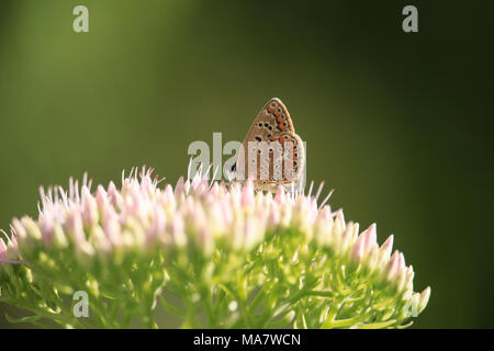 Polyommatus icarus auf Sedum spectabile Blume Stockfoto