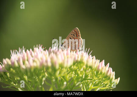 Polyommatus icarus auf Sedum spectabile Blume Stockfoto