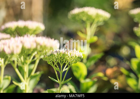 Polyommatus icarus auf Sedum spectabile Blume Stockfoto