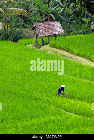 Arbeiter in einer riesigen Reisfeldern auf die Insel Bali Stockfoto