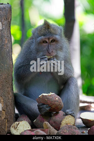 Macaque Affen im Affenwald von Ubud, Indonesien Stockfoto