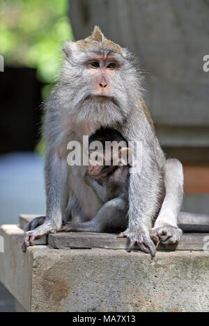 Mutter und Baby Affen im Affenwald von Ubud, Bali Stockfoto