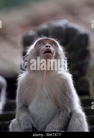 Macaque Affen im Affenwald von Ubud, Indonesien Stockfoto