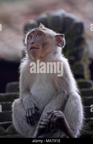 Macaque Affen im Affenwald von Ubud, Indonesien Stockfoto