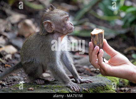 Little Baby macaque mit Bananen Stockfoto