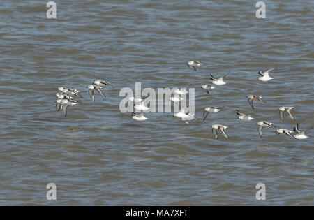 Eine Herde von atemberaubenden Sanderling (Calidris alba) und der alpenstrandläufer (Calidris alpina) Fliegen über dem Meer bei Flut in Kent, Großbritannien. Stockfoto