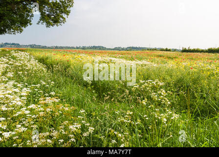 Klatschmohn wächst in einem Feld in North Yorkshire. 03. Juni 2007 Stockfoto