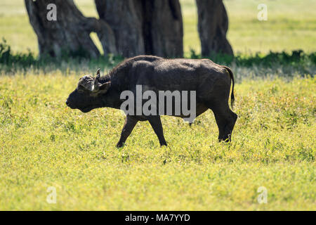 Die afrikanische Büffel- oder Büffel ist eine große afrikanische Rindern. Es ist nicht eng mit dem etwas größeren Wild Water buffalo von Asien ergänzende Stockfoto