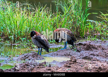 Zwei weiße Pfeifen Enten im Wasser Loch an Imfolozi Hluhluwe Game Reserve in Zululand, KwaZulu-Natal in Südafrika Stockfoto