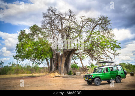 SAFARI TANSANIA, RUAHA, MIKUMI, AFRIKA NATUR UND LANDSCHAFT MIT GEFÄHRLICHEN TIEREN Stockfoto