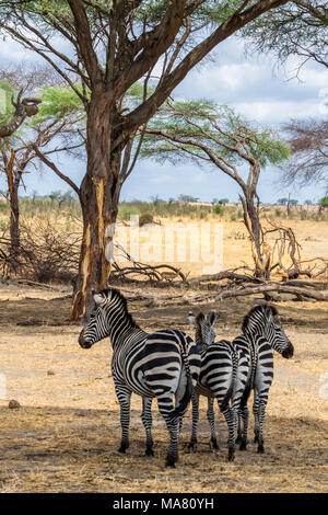 Safari, Tansania, Reisen in Afrika Stockfoto