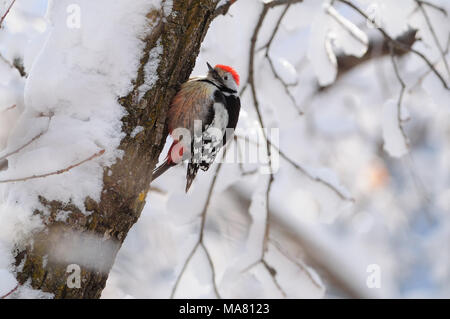 Mitte Buntspecht (Dendrocoptes medius) am Baum hängt kopfüber wie ein Ball aus Federn. Stockfoto