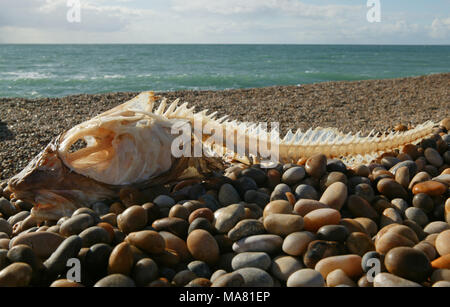 Eine cod-Skelett, oder Rahmen, dass wahrscheinlich gefangen wurde und durch ein angler filetiert und am Chesil Beach Dorset England UK GB links Stockfoto