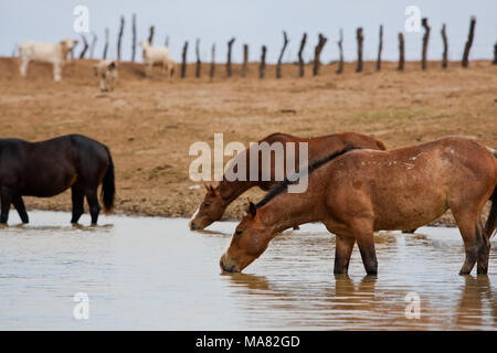 Family Diner Stockfoto