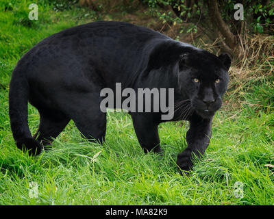 Black Panther, Wandern auf Gras Stockfoto