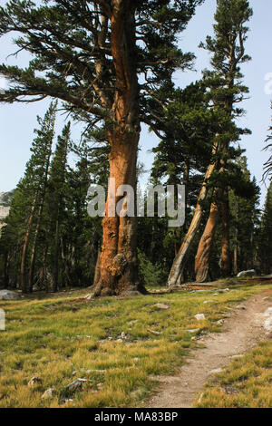 Eine mächtige Kiefer steht in einem Yosemite Park Wald auf dem Weg peak in einer warmen Mitte klettern zu Dom - Tag Licht Stockfoto