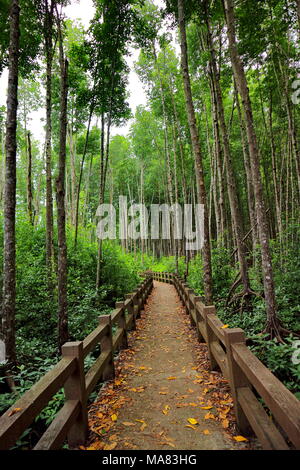 Hölzerne Brücke der Gehweg innerhalb tropischer Mangrovenwald von grünen Mangrove Tree abgedeckt. Stockfoto