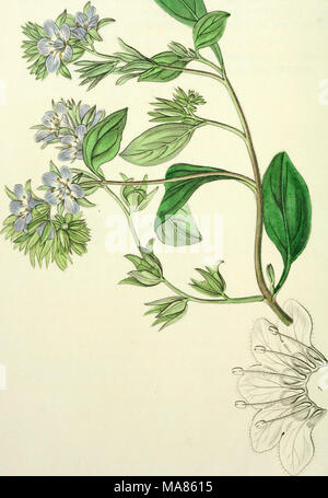 . Edwards' botanische registrieren, oder, ornamentalen Blumen - Garten und Gebüsch. . ^