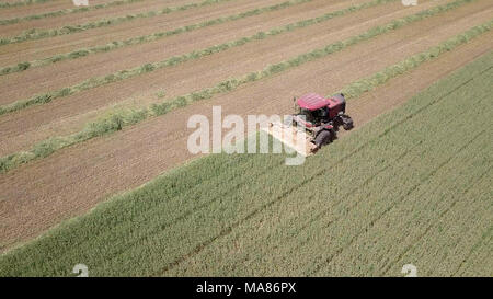 Luftaufnahmen von Red Harvest kombinieren ein grünes Weizenfeld Stockfoto