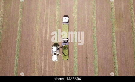 Mähdrescher ernten ein grünes Feld- und entlädt Weizen Silomais auf eine doppelte Lkw-anhänger. Stockfoto