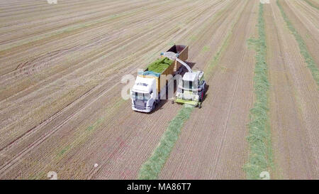 Mähdrescher ernten ein grünes Feld- und entlädt Weizen Silomais auf eine doppelte Lkw-anhänger. Stockfoto