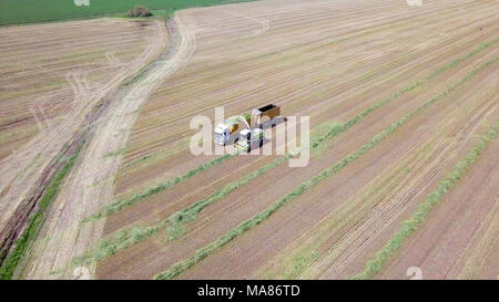 Mähdrescher ernten ein grünes Feld- und entlädt Weizen Silomais auf eine doppelte Lkw-anhänger. Stockfoto