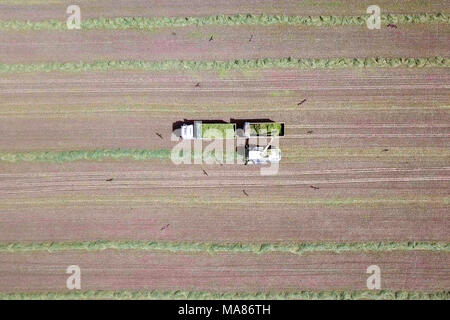 Mähdrescher ernten ein grünes Feld- und entlädt Weizen Silomais auf eine doppelte Lkw-anhänger. Stockfoto