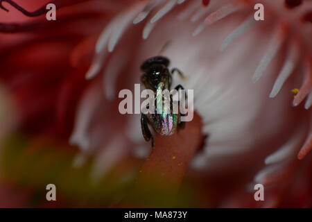 Bienen suchen nach Blütennektarien, um Blumen zu bestäuben Stockfoto