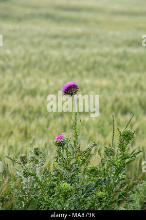 Carduus nutans violette Blume, Grün, Feld, Nicken plumeless Thistle. Stockfoto