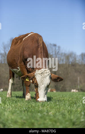 Fleckvieh auf der Weide, 19. Stockfoto