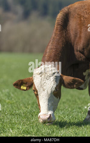 Fleckvieh auf der Weide 21. Stockfoto