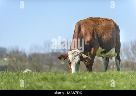 Fleckvieh auf der Weide 7. Stockfoto