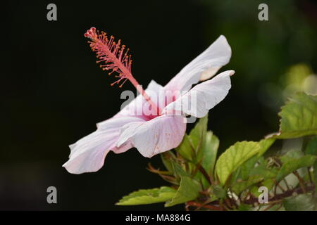 Schönheit unter den Sträuchern Stockfoto