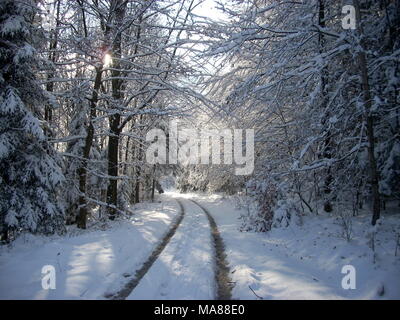 Ein Waldweg durch eine winterlich verschneite Szene. Stockfoto