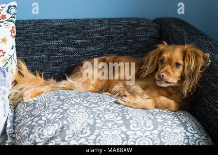 Braun spaniel Mischling Hund liegt entspannt auf einem Kissen auf ein schwarzes Sofa Stockfoto