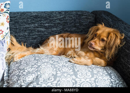 Braun spaniel Mischling Hund liegt entspannt auf einem Kissen auf ein schwarzes Sofa Stockfoto