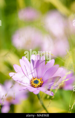 Lila Osteospermum Blume im Sommer Sonnenschein. Stockfoto