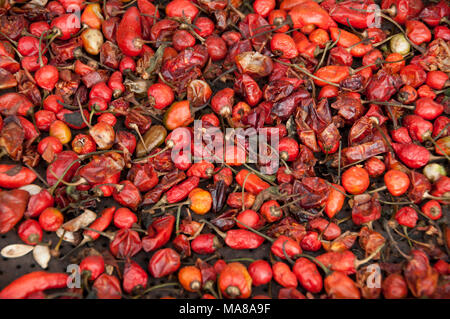 Nepal 2014. Khandbari. Kleine rote Chilis trocknen in der Sonne. Stockfoto