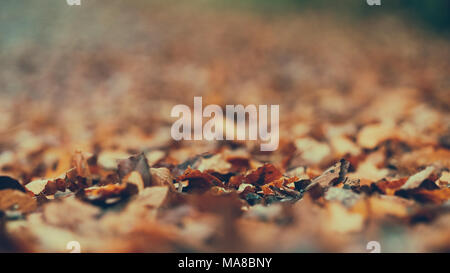 Im Herbst Laub auf dem Boden Stockfoto
